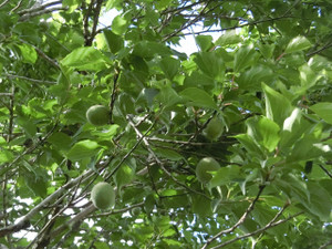 Cimg0247