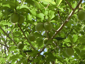 Cimg0248
